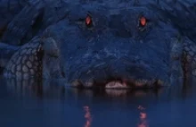 Niesamowite zdjęcie diabelskiego aligatora.