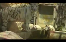Tygrysy nigdy nie rzucają się nawzajem w kłopoty
