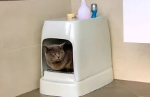 Powstała toaleta dla kota, która... sama się czyści