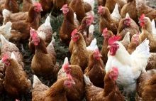 Kury znoszą jaja na potęgę. Polska idzie na rekord