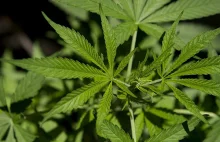 Warszawscy Lekarze:marihuana znacznie zmniejsza liczbę napadów padaczki u dzieci