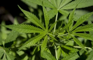 Warszawscy Lekarze:marihuana znacznie zmniejsza liczbę napadów padaczki u dzieci