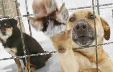 Rosja:Tysiące wymordowanych psów przed Mistrzostwami Świata w Piłce Nożnej 2018!