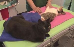 Kot pielęgniarz jest już słynny na całym świecie. Ma miliony fanów (wideo)