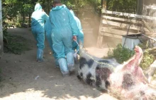 Strzelali do zwierząt z mini zoo pod pretekstem walki z ASF