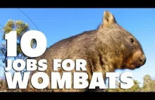 10 prac dla wombata.