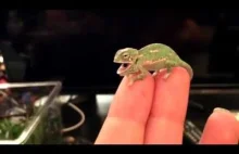 Jednodniowy malutki kameleon zmienia kolor na ręce właściciela.