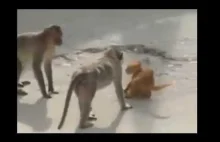 Zboczone małpy gwałcą... kota... Tak tak dobrze widzisz :p