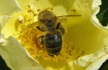 Dzisiaj 8 sierpnia - Dzień Pszczół