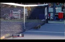 Wiewiórka przerywa mecz tenisowy podczas tegorocznego US Open
