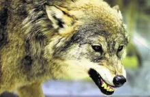 Ataki wilków w Bieszczadach. Ludzie się boją: Tylko patrzeć jak porwą człowieka