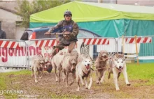 Psy w zaprzęgu biegały po Biłgoraju. Zatrzymała je policja