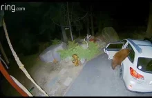 Niedźwiedź otwiera drzwi do samochodu i wskakuje do środka