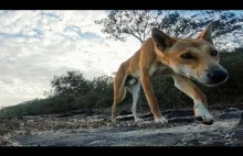Dingo, dziki pies australijski, kradnie kamerę