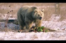 Szokująca przemiana uratowanej niedźwiedzicy