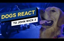 Jak psy reagują na zwiastun filmu "John Wick 3"?