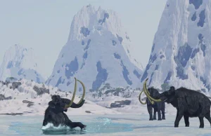 Alaskańskie mamuty wymarły z pragnienia