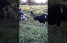 Jak nakarmić krowę