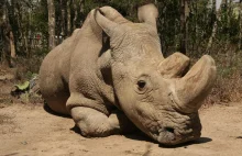 Nie żyje ostatni biały nosorożec północny