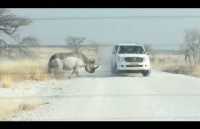 Nosorożec atakuje samochód. Turyści go nienawidzą :)