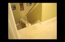 Pies i kot uczą swoje młode sztuki schodzenia ze schodów