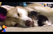 Husky "zaadoptowała" kota i dzięki temu uratowała mu życie.