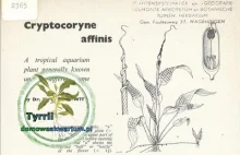 Zwartka malajska - Cryptocoryne affinis