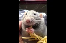 Szczurek jedzący spaghetti