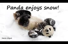 Hit! Panda bawiąca się na śniegu podbiła serca internautów!