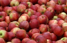Rosja chwali się sukcesem. Udaremniono wwóz 21 ton polskich jabłek