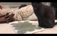 Gdy pokażesz kotu złudzenie optyczne