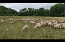 Bardzo uprzejme owce
