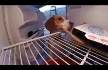 Cwany beagle otwiera sobie lodówkę i wyjada pizzę