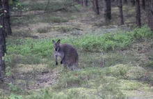 Kangur spotkany w lesie na Dolnym Śląsku