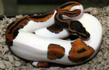 Najpiękniejsze węże świata.