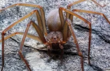 Odkryto śmiertelnie niebezpiecznego pająka. ''Ukrywa się w meblach i pościeli''