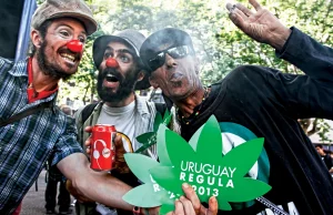 Jak w Urugwaju państwo zarabia na marihuanie