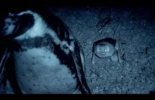 Pingwiny kontra wampiry
