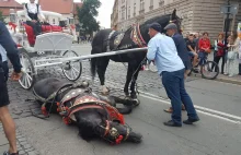 Dorożkarski koń przewrócił się pod Wawelem. "Nie zamierzacie nic z tym...