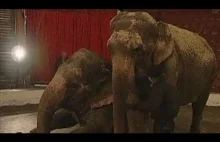 Dwie skrzynki wódki ratują życie słoniom!