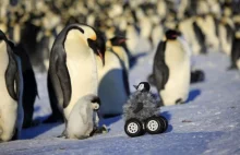Naukowcy wprowadzili do stada pingwinów pluszowego szpiega.