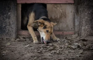 Białoruś: pracownicy komunalni na oczach małej dziewczynki zastrzelili jej psa