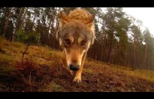 Wilk atakuje kamerę