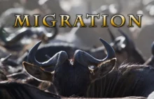 Migracja Antylop Gnu