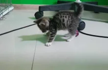 Niewidomy kotek bawi się piłeczką