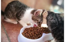 Czym karmić małe kotki? - poradnik dla początkujących kociarzy