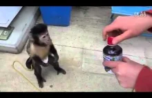 Inteligentna małpa wie, jak korzystać z pieniędzy
