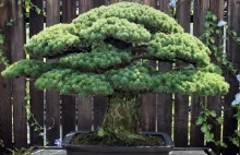 Drzewo bonsai, które ma 391 lat. Przetrwało bombę atomową [ANG]