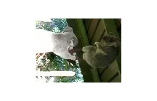 Widzieliście kiedyś walczące ze sobą misie koala?
