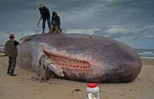 Uważaj na martwe wieloryby
